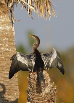 A female Anhinga (Anhinga anhinga) stretches its wings to dry on a palm tree stump - Melbourne, Florida