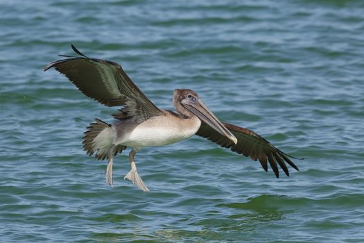 Immature Brown Pelican (Pelecanus occidentalis) landing in the Gulf of Mexico - St. Petersburg, Florida