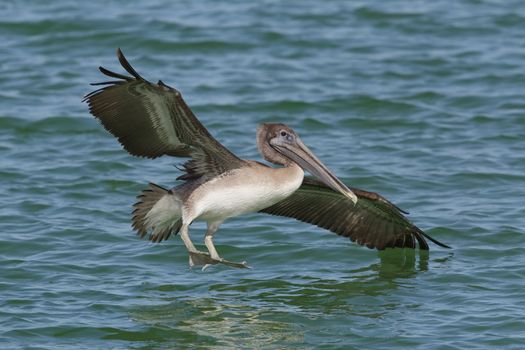 Immature Brown Pelican (Pelecanus occidentalis) landing in the Gulf of Mexico - St. Petersburg, Florida