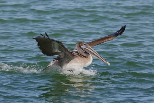 Immature Brown Pelican (Pelecanus occidentalis) landing in the Gulf of Mexico - St. Petersburg, Florida