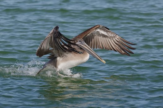 Immature Brown Pelican (Pelecanus occidentalis) landing in the Gulf of Mexico - St. Petersburg, Florida