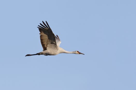 Sandhill Crane (Grus canadensis) in flight - Gainesville, Florida