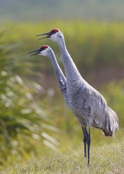 Pair of Sandhill Cranes (Grus canadensis) calling - Melbourne, Florida
