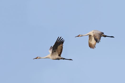 Pair of Sandhill Cranes (Grus canadensis) in flight - Gainesville, Florida