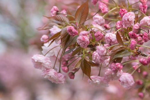 Cherry blossoms or sakura