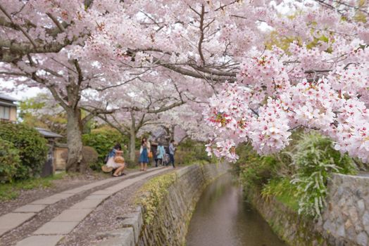 Philosopher's Walk with sakura (cherry blossom)  in the Springtime. Kyoto, Japan.