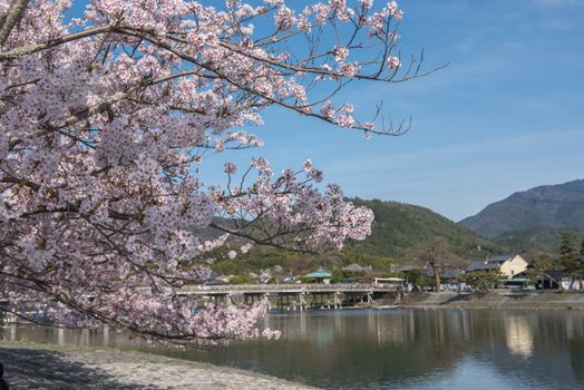 Cherry blossom, Arashiyama in spring,Kyoto, Japan