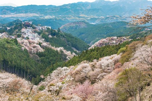 Cherry blossom on Yoshinoyama, Nara, Japan spring landscape.