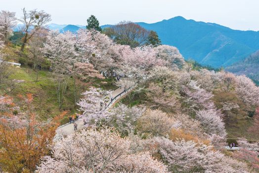 Cherry blossom on Yoshinoyama, Nara, Japan spring landscape.