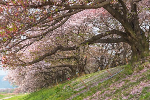 Japanese spring scenic with cherry blossom.