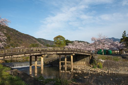 Cherry blossom, Arashiyama in spring,Kyoto, Japan