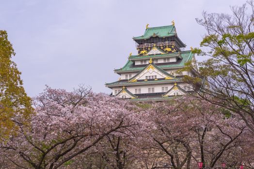 Osaka castle and cherry blossom color of sunset in twilight.