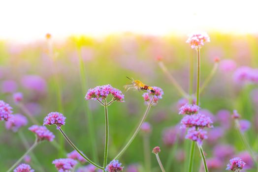 Hummingbird hawk moth (Macroglossum stellatarum) sucking nectar from purple flower (Verbena bonariensis) - Light Burst Effect