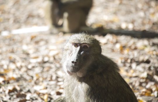 Olive baboon (Papio anubis) staring thoughtfully into the camera