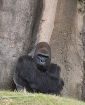 Western lowland gorilla staring stubbornly into the distance