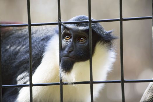 Diana monkey guenon staring through the bars of a cage