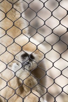 Lar gibbon, also known as a white-handed gibbon, hanging on cage fence