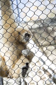 Lar gibbon, also known as a white-handed gibbon, hanging on cage fence