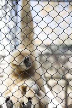 Lar gibbon, also known as a white-handed gibbon, hanging on cage fence