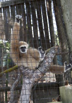 Lar gibbon, also known as a white-handed gibbon, playing on a tree branch
