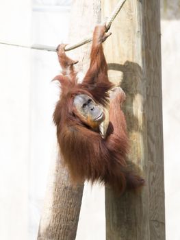 Orangutan hanging from a rope