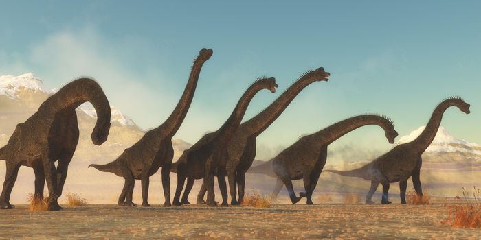 A Brachiosaurus dinosaur herd pass through a dry desert area in the Jurassic Period of North America.