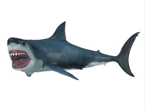 The Great White Shark is the largest predatory shark in the ocean and can grow to 26 feet and can live for 70 years.