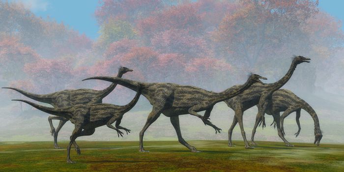 A flock of Gallimimus dinosaur reptiles forage for food in the Cretaceous Period of Mongolia.