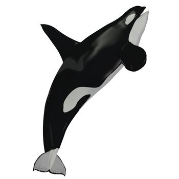 The Killer Whale also known as Orca is one of the largest predators of the oceans and is very intelligent.