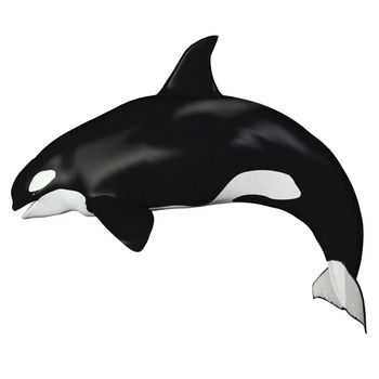 The Killer Whale also known as Orca is one of the largest predators of the oceans and is very intelligent.