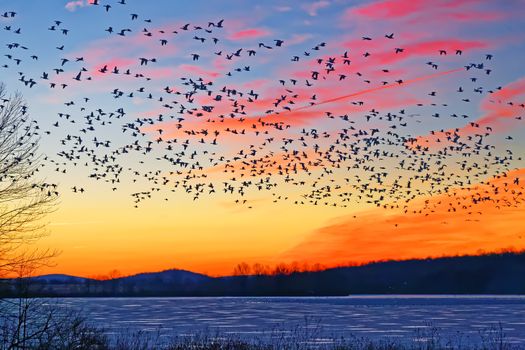 Thousands of migrating Snow Geese ( Chen caerulescens ) fly over a frozen lake at sunrise in Lancaster County, Pennsylvania, USA.