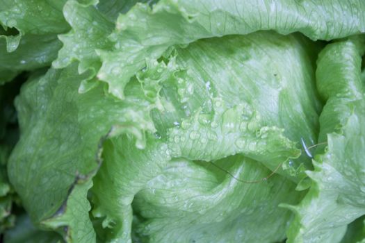 Closeup of green Iceberg lettuce, stock photo