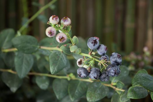 Blueberries ripening on the bush, stock photo