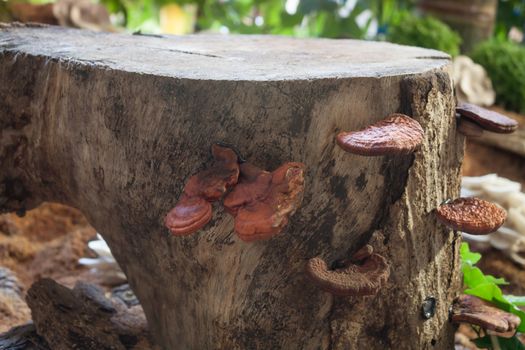 Fresh reishi mushroom for display, stock photo