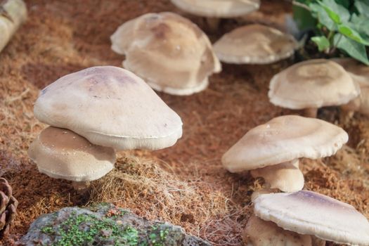 Raw fresh Shiitake mushrooms for display, stock photo