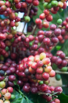 Coffee seeds on a coffee tree, stock photo