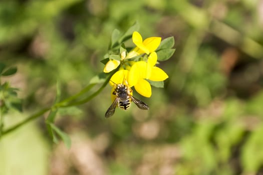 A bee resting on a yellow flower