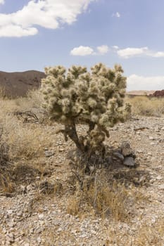 A small prickly bush in the Nevada desert