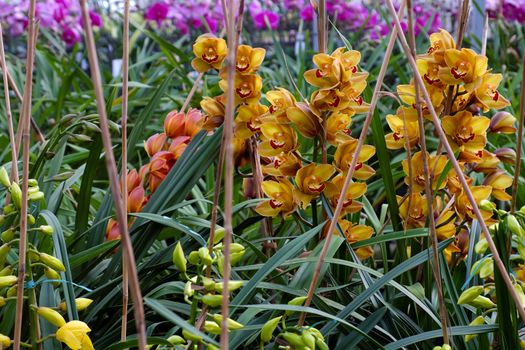 Spring flower for Tet, beautiful orchid flower in garden at Dalat, Lam Dong, Viet Nam, a famous agriculture place with many kind of blossom