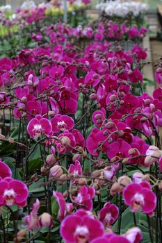 Spring flower for Tet, beautiful orchid flower in garden at Dalat, Lam Dong, Viet Nam, a famous agriculture place with many kind of blossom