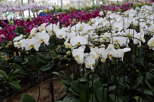 Spring flower for Tet, beautiful orchid flower in garden at Dalat, Lam Dong, Viet Nam, a famous agriculture place with many kind of blossom