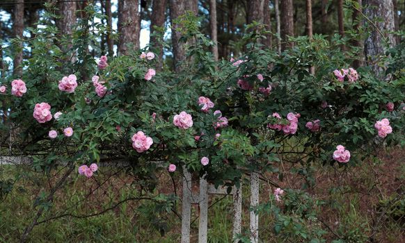Amazing with bunch of flowers on fence of street in Da lat city, Vietnam, pink rose flower trellis at pine forest make beautiful scene at tourism city of Viet Nam