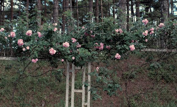 Amazing with bunch of flowers on fence of street in Da lat city, Vietnam, pink rose flower trellis at pine forest make beautiful scene at tourism city of Viet Nam