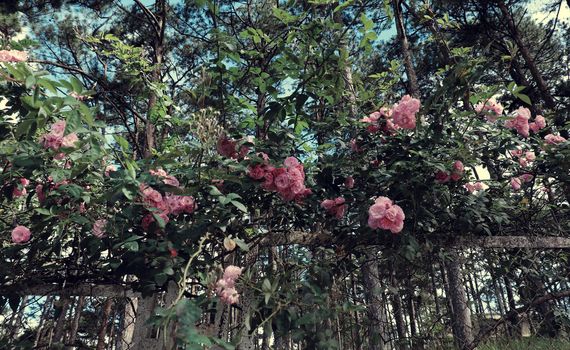 Amazing with bunch of flowers on fence of street in Da lat city, Vietnam, pink rose flower trellis at pine forest make beautiful scene at tourism city of Viet Nam