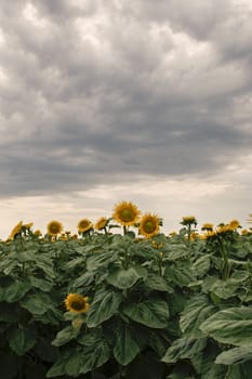 Sunflowers amongst a field in the afternoon in Queensland, Australia.