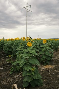 Sunflowers amongst a field in the afternoon in Queensland, Australia.