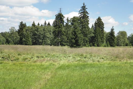 Kladska peats - Glatzener Moor- is a national nature reserve in Slavkov Woods - protected landscape area. Slavkov Forest - Kaiserwald - is geomorphological unit in the northern part of the Carlsbad Highlands. Kladska, Czech republic.