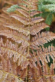 Abstract detail of frozen leaf fern