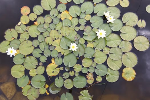 Shot of the white water lily on the water