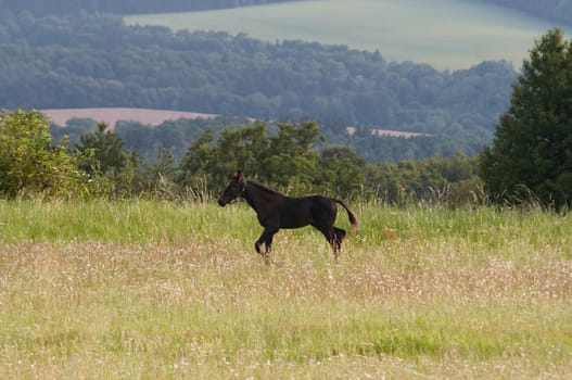 Image of the foal running through a meadow